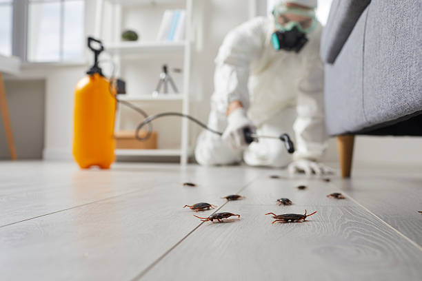 Trusted Rodent Control service in Jemez Pueblo, NM - Nex Pest Control
